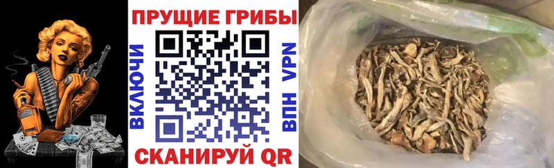 Купить где Борисоглебск Псилоцибиновые грибы ЛСД